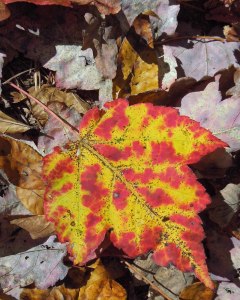 Fall leaf along Pine Mountain Trail